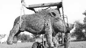 Wildschwein